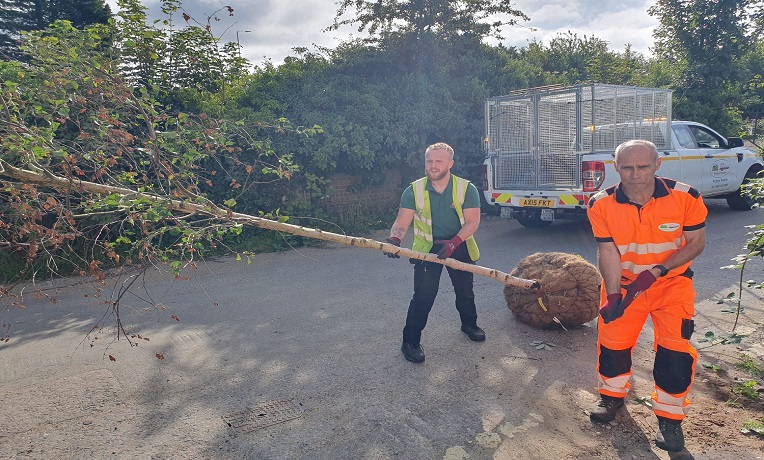 Council public realm team moving an abandoned silver birch tree