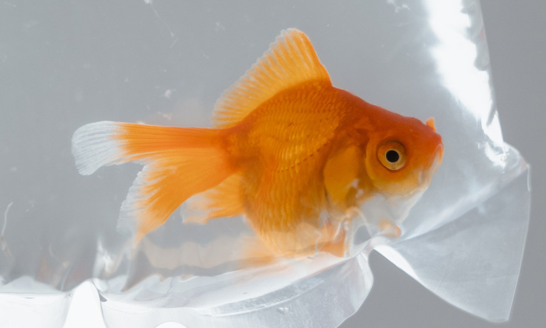 Gold fish in a bag