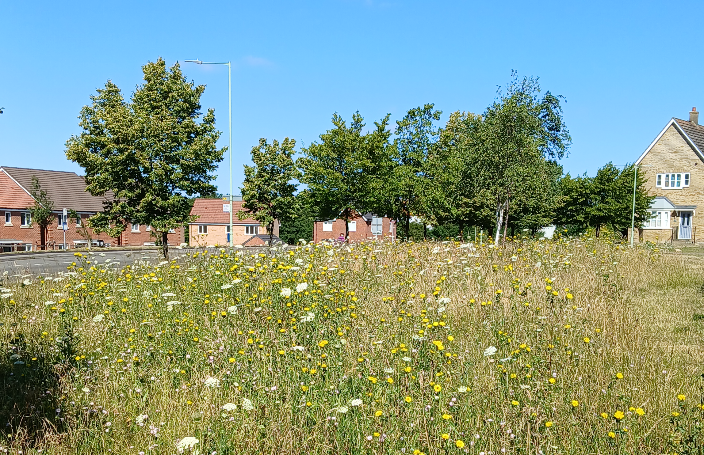 One of Babergh and Mid Suffolk District Councils' wildflower meadow sites